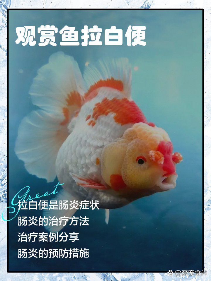 有哪些藥物可以治療龍魚白便？ 有哪些藥物可以治療龍魚白便？ 龍魚百科 第2張
