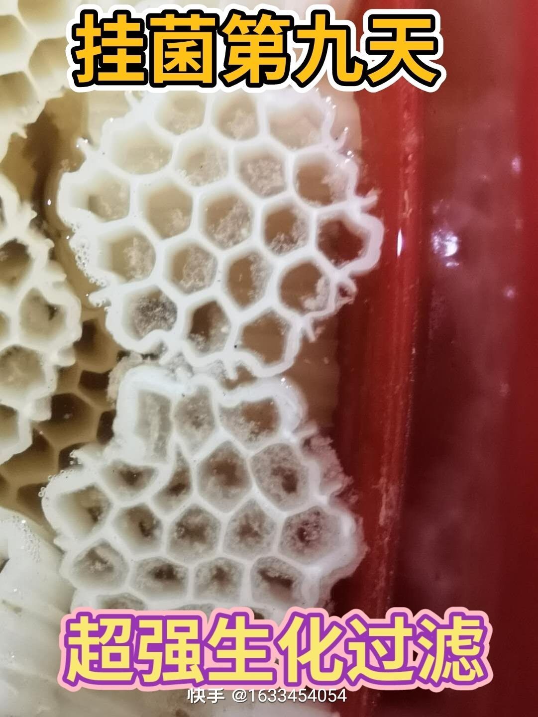 掛菌第九天 掛菌第九天 觀賞魚百科