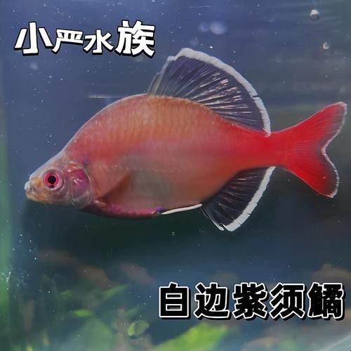 魚須子爛了最簡單處理方法圖片 魚須子爛了最簡單處理方法圖片 觀賞魚百科 第1張
