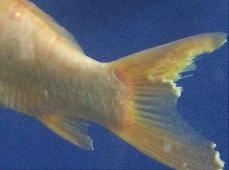 魚須子爛了最簡單處理方法圖片 魚須子爛了最簡單處理方法圖片 觀賞魚百科 第9張