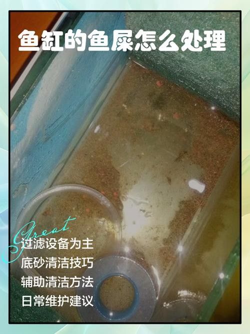 魚須子爛了最簡單處理方法圖片 魚須子爛了最簡單處理方法圖片 觀賞魚百科 第5張