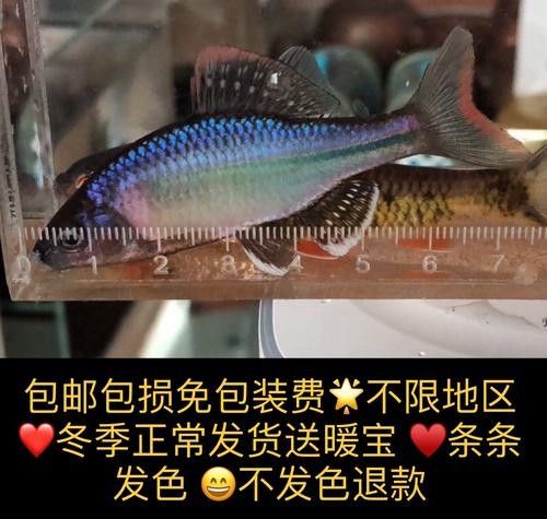 魚須子爛了最簡單處理方法圖片 魚須子爛了最簡單處理方法圖片 觀賞魚百科 第6張