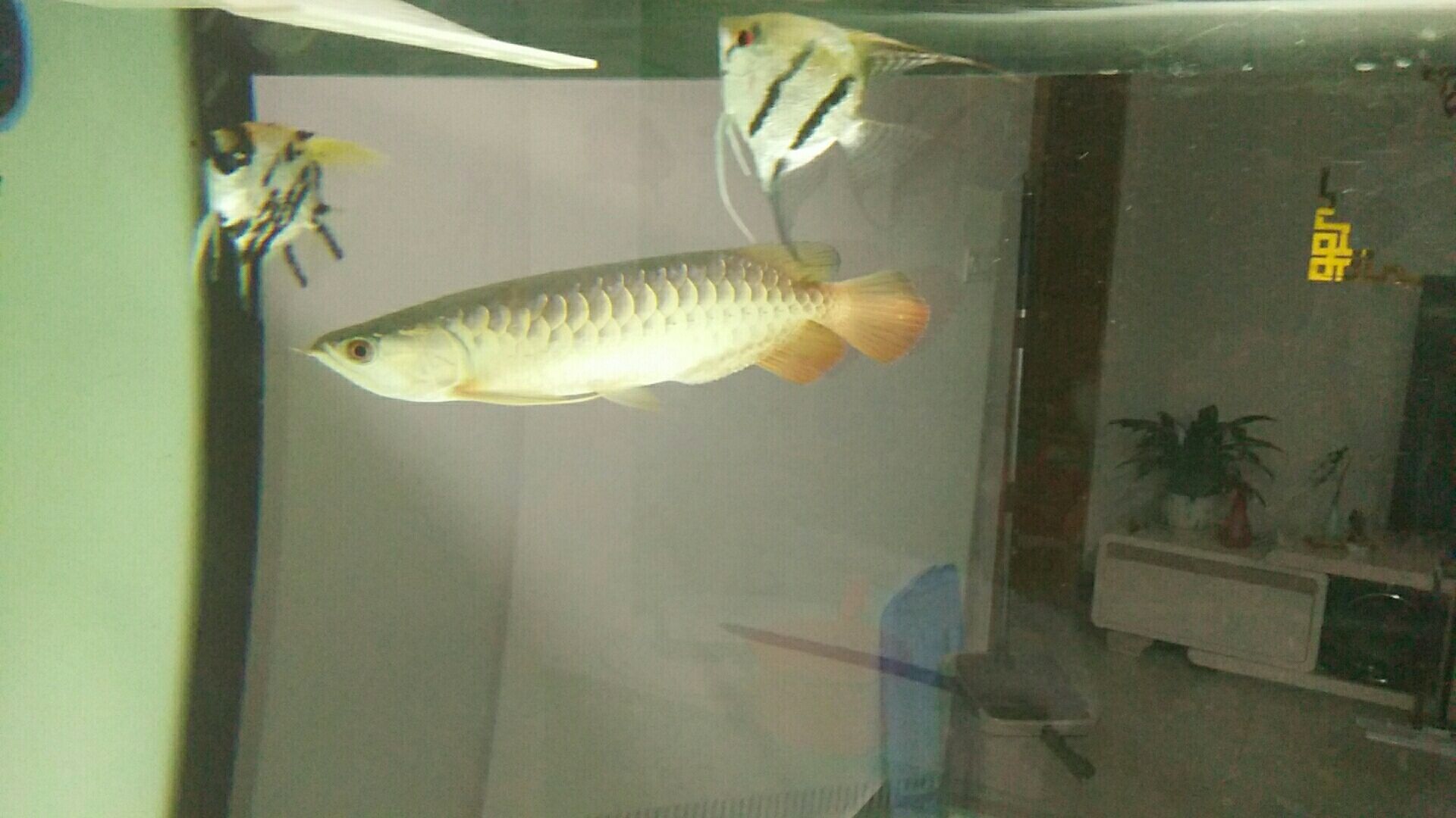 攀枝花觀賞魚養殖場電話地址（我過四大地區的詳細分析） 攀枝花觀賞魚養殖場電話地址（我過四大地區的詳細分析） 觀賞魚百科 第1張