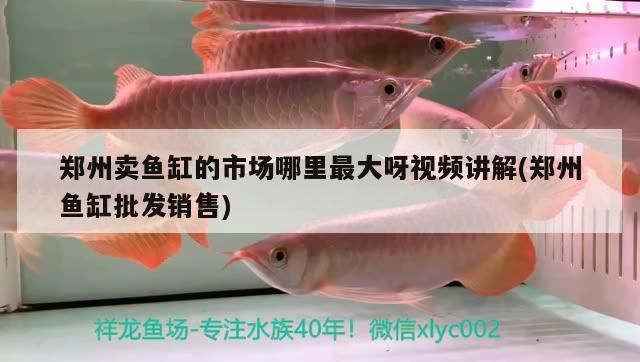 鄭州賣魚缸的市場哪里最大呀視頻講解(鄭州魚缸批發銷售)