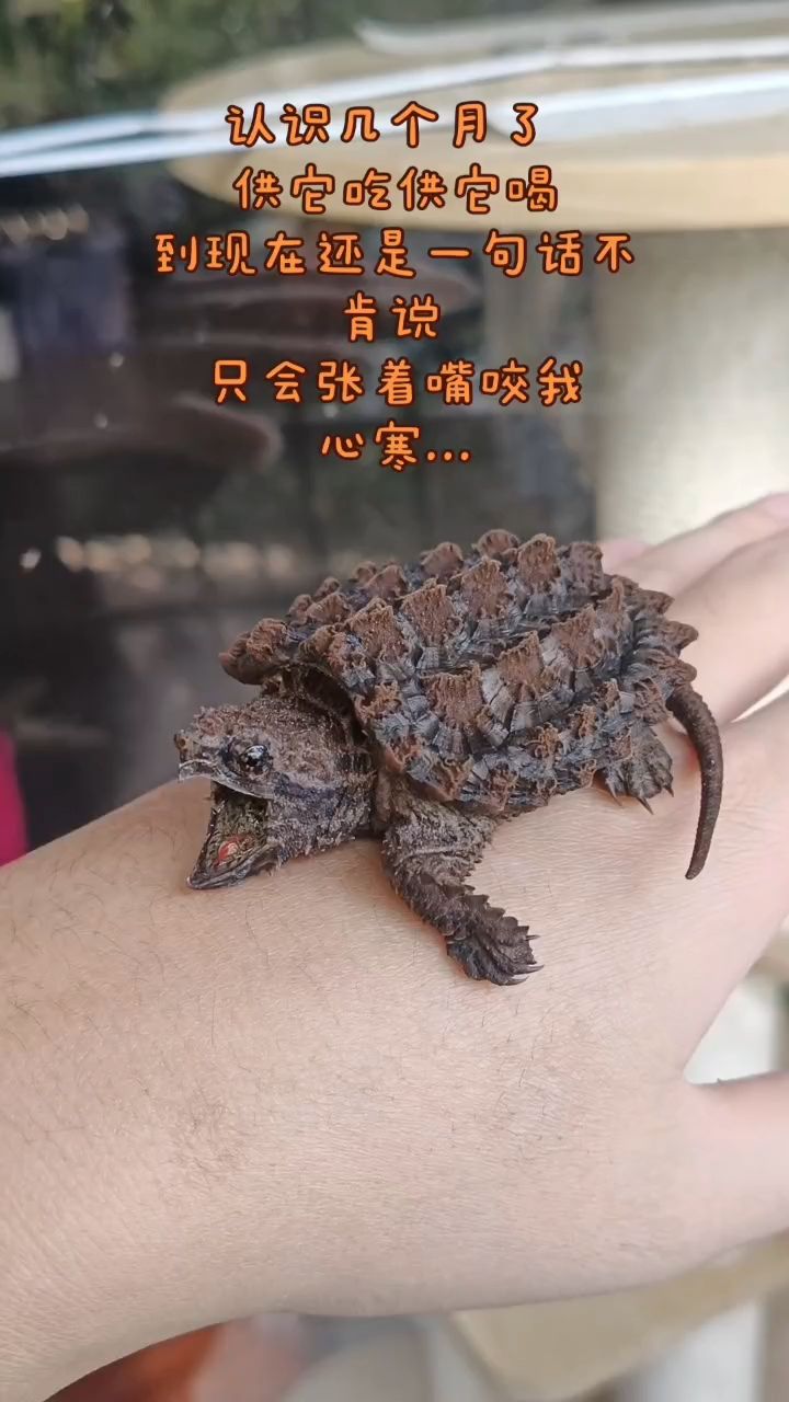 木頭做的烏龜