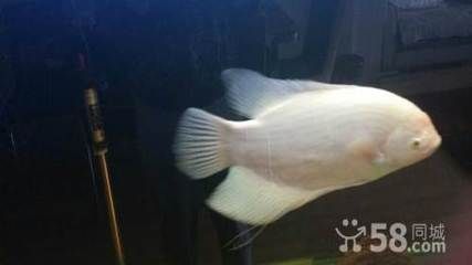 純白色的觀賞魚（全身白色觀賞魚的種類）