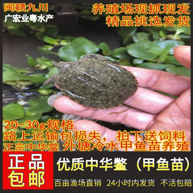 哪個(gè)市場(chǎng)的龍魚(yú)價(jià)格最便宜？ 哪個(gè)市場(chǎng)的龍魚(yú)價(jià)格最便宜？ 龍魚(yú)百科 第1張