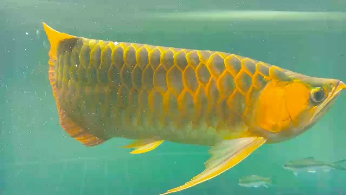 魚(yú)缸過(guò)濾器選購(gòu)指南:自制魚(yú)缸過(guò)濾器魚(yú)缸上置過(guò)濾器對(duì)于養(yǎng)魚(yú)愛(ài)好者的必備知識(shí) 這版型懂的都懂 龍魚(yú)論壇 這版型懂的都懂 這版型懂的都懂 龍魚(yú)論壇