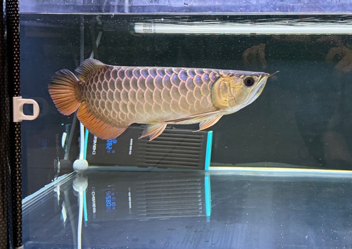 新到家的小虎魚 記錄,吃飽轉個身 龍魚論壇 記錄,吃飽轉個身 記錄,吃飽轉個身 龍魚論壇