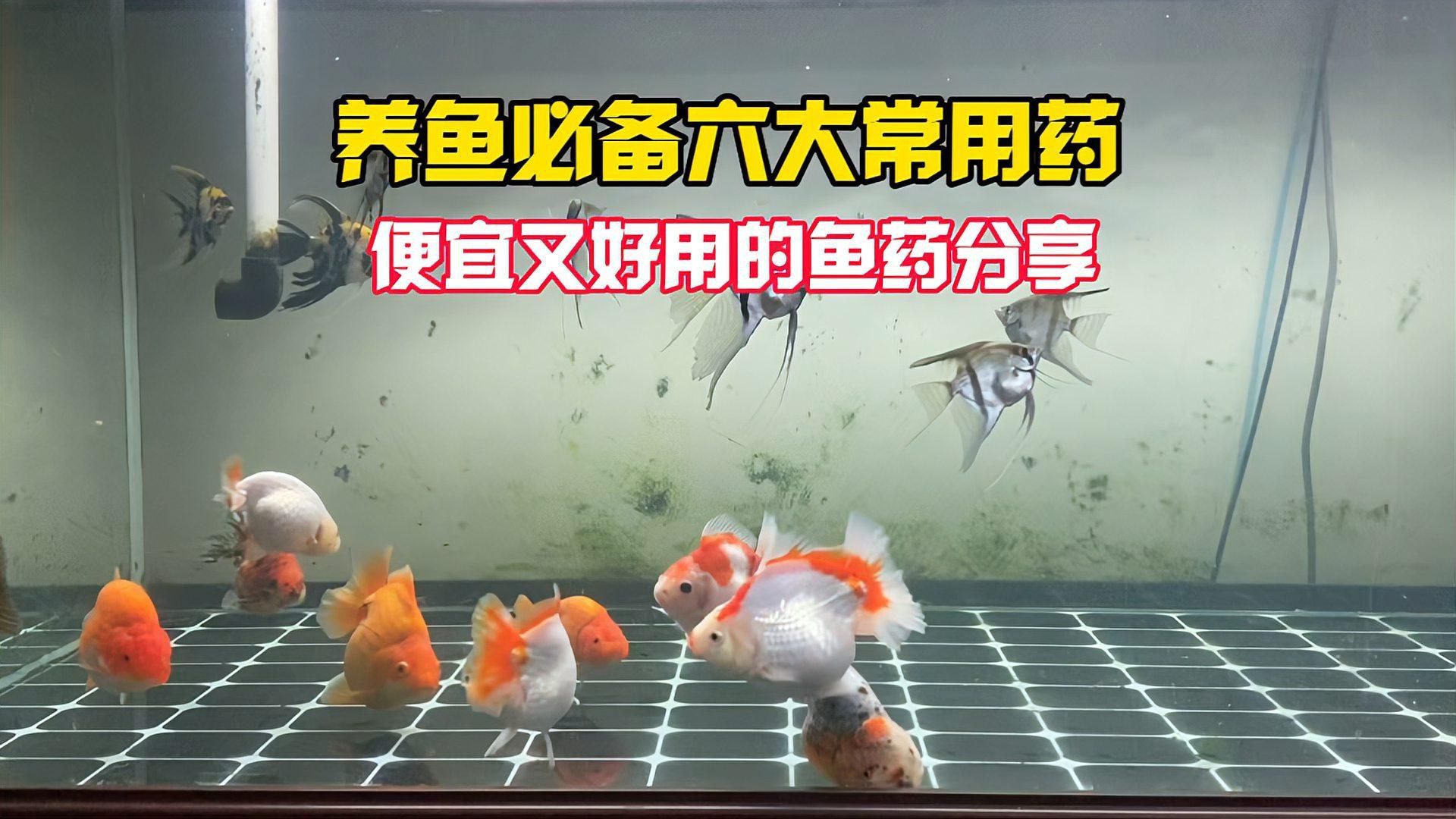 有哪些魚藥是必須的？