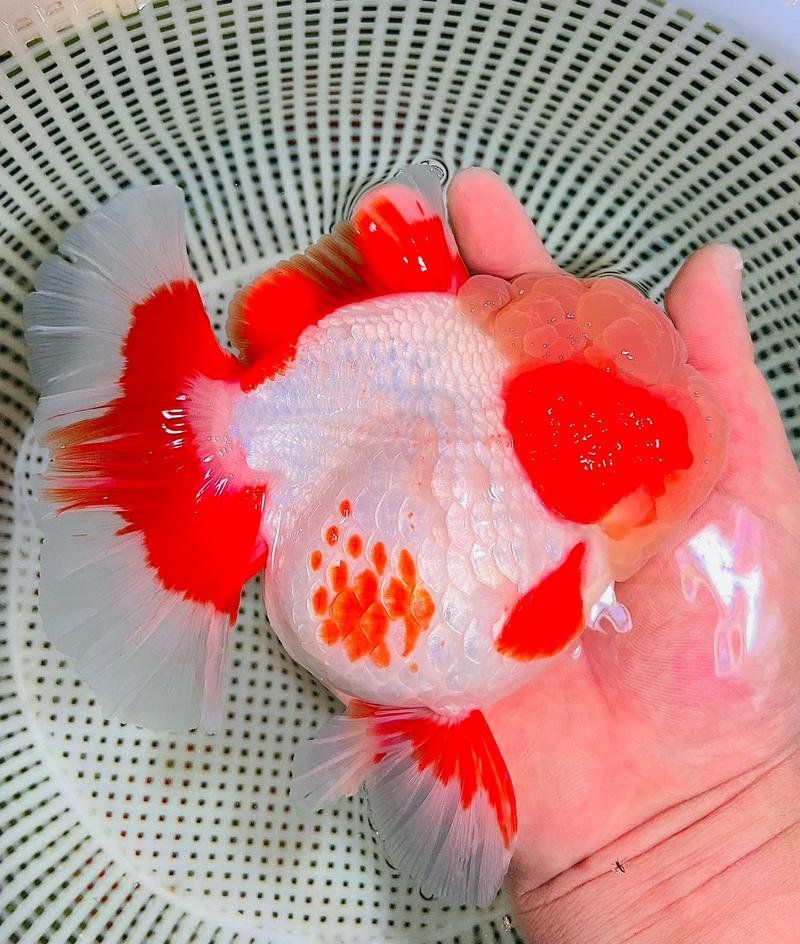 哪些魚容易出現(xiàn)鱗片脫落？