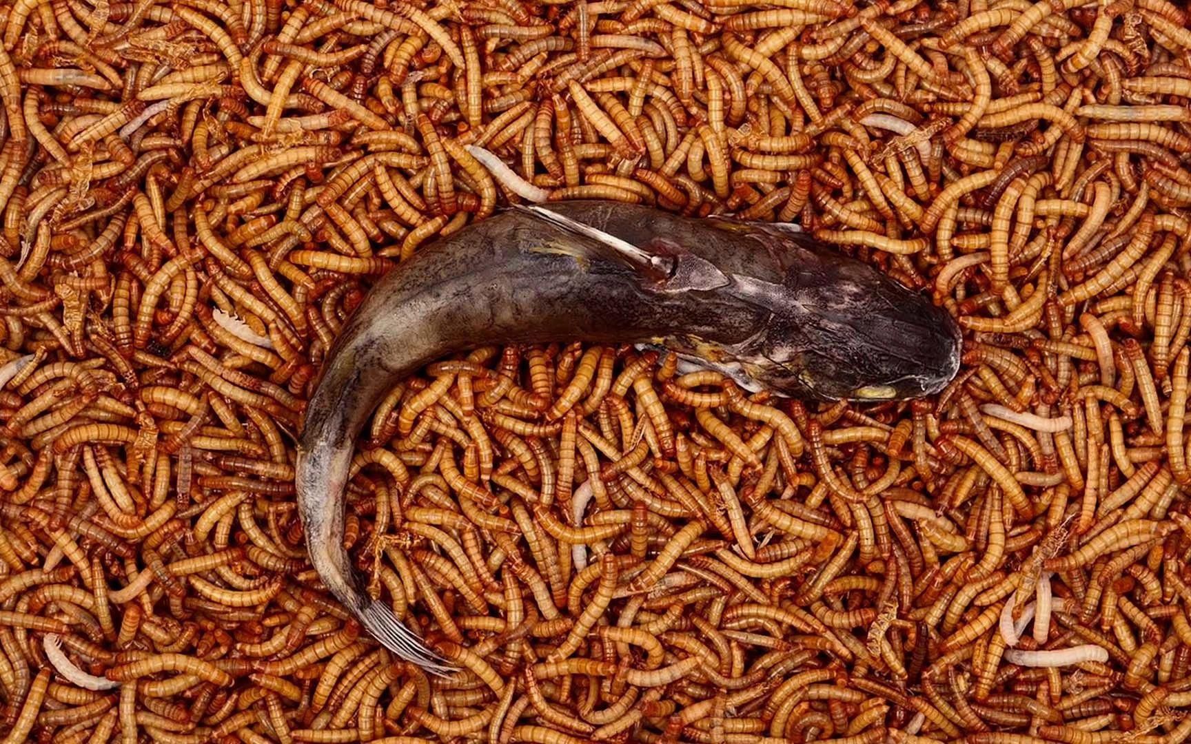 面包蟲干如何處理后喂魚？