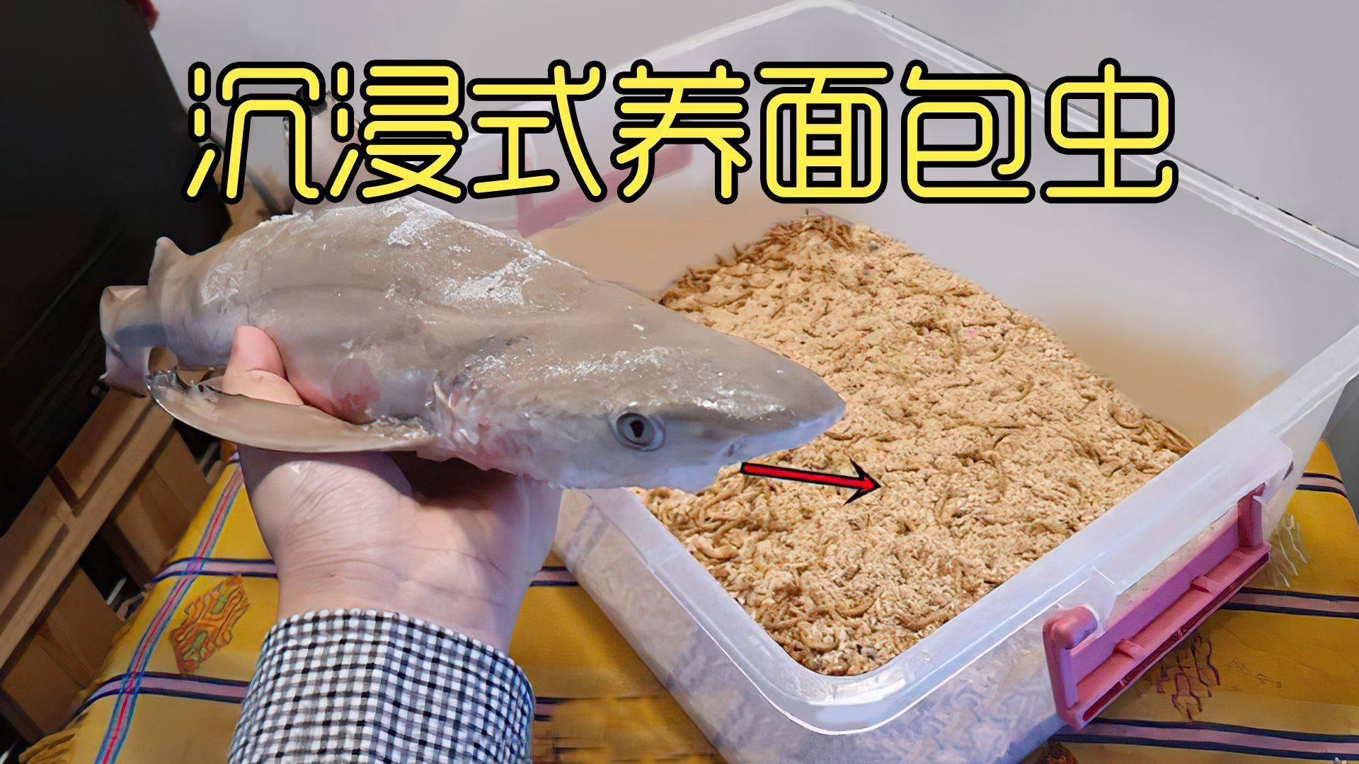 面包蟲干如何處理后喂魚？