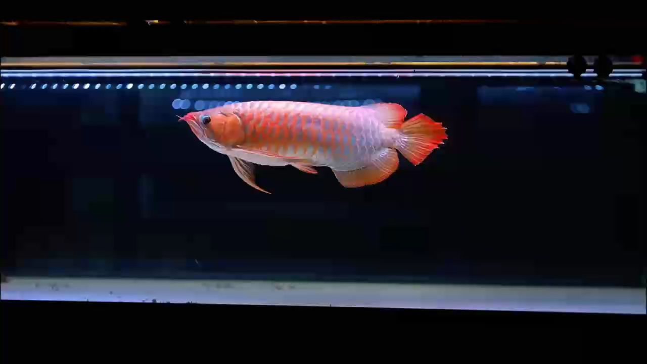 龍魚胡須彎曲后還能長長嗎？
