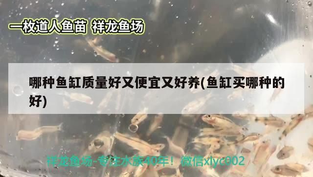 哪種魚缸質量好又便宜又好養(yǎng)(魚缸買哪種的好) 哪種魚缸質量好又便宜又好養(yǎng)(魚缸買哪種的好) 觀賞魚百科