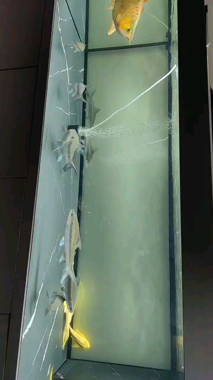 龍魚干蝦有營養嗎 12月2日,陰天小小雨。 龍魚論壇 12月2日,陰天小小雨。 12月2日,陰天小小雨。 龍魚論壇