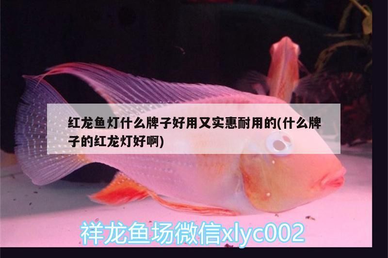 紅龍魚燈什么牌子好用又實惠耐用的(什么牌子的紅龍燈好啊)