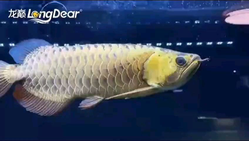 龍魚干蝦有營養嗎 轉發936 龍魚論壇 轉發936 轉發936 龍魚論壇