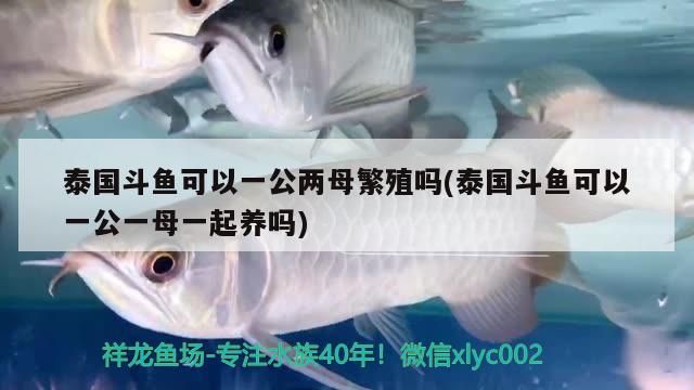 泰國斗魚可以一公兩母繁殖嗎(泰國斗魚可以一公一母一起養嗎) 泰國斗魚可以一公兩母繁殖嗎(泰國斗魚可以一公一母一起養嗎) 觀賞魚百科
