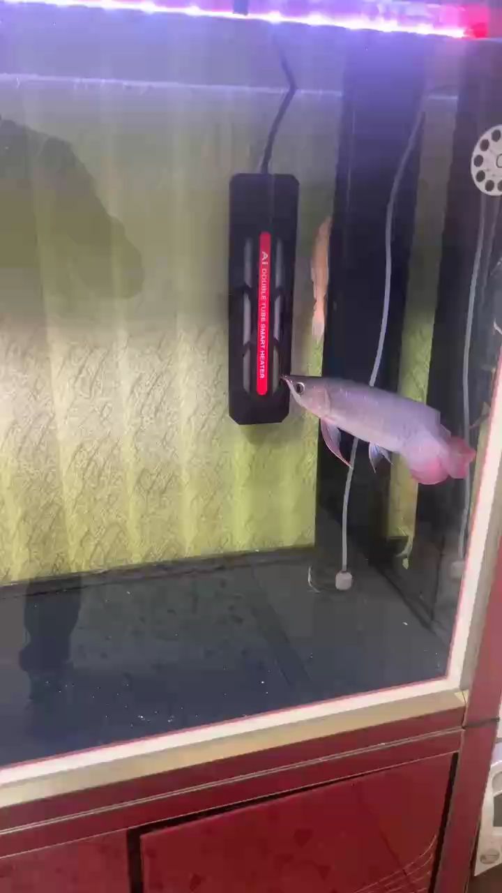 龍魚干蝦有營養嗎 菜鳥 龍魚論壇 菜鳥 菜鳥 龍魚論壇