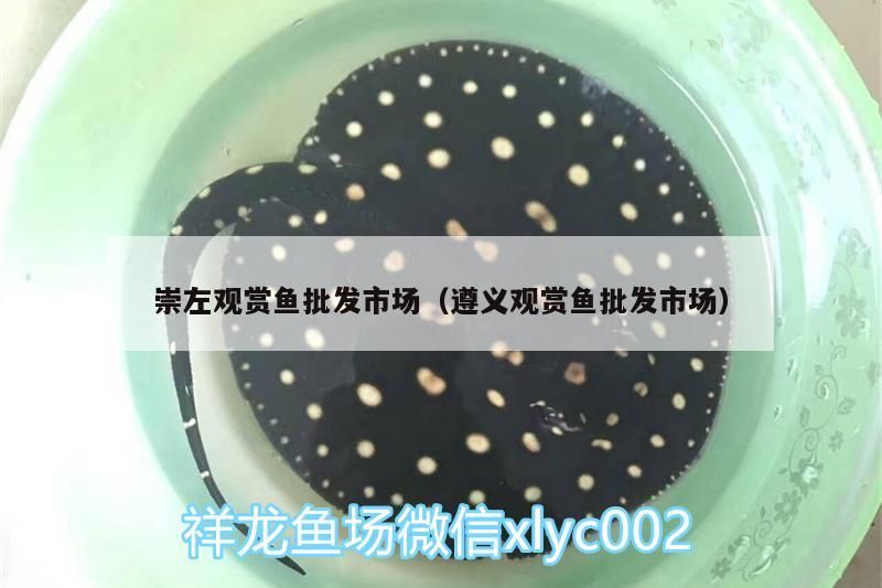 崇左觀賞魚批發市場（遵義觀賞魚批發市場）