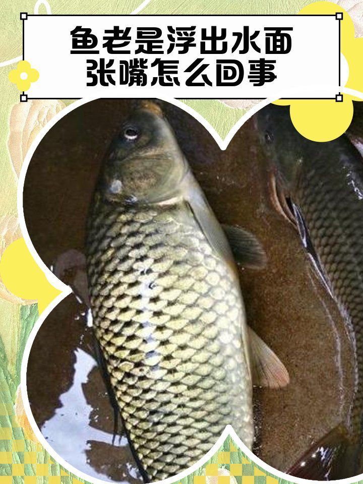 龍魚嘴巴頻繁張合是缺氧嗎？
