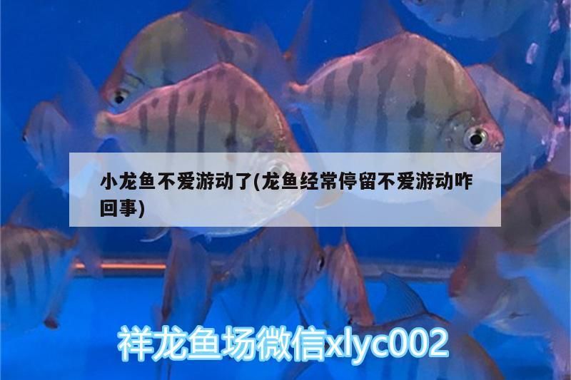小龍魚不愛游動了(龍魚經常停留不愛游動咋回事)