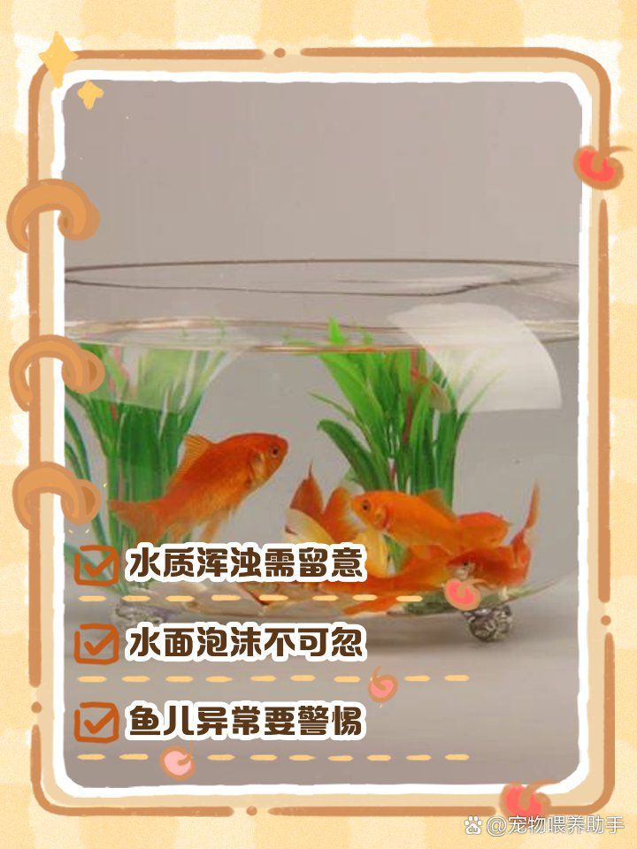 如何判斷龍魚是否需要換水？