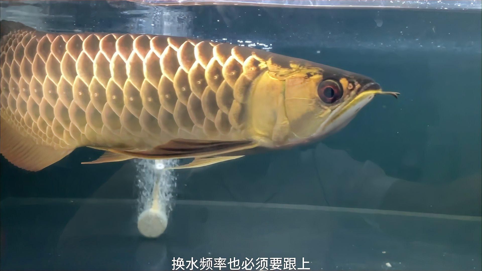 如何判斷龍魚是否需要換水？