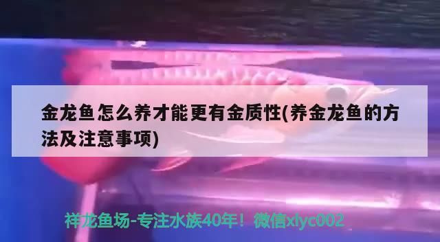 金龍魚(yú)怎么養(yǎng)才能更有金質(zhì)性(養(yǎng)金龍魚(yú)的方法及注意事項(xiàng))