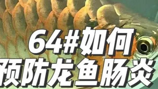 龍魚腸胃病的癥狀有哪些？