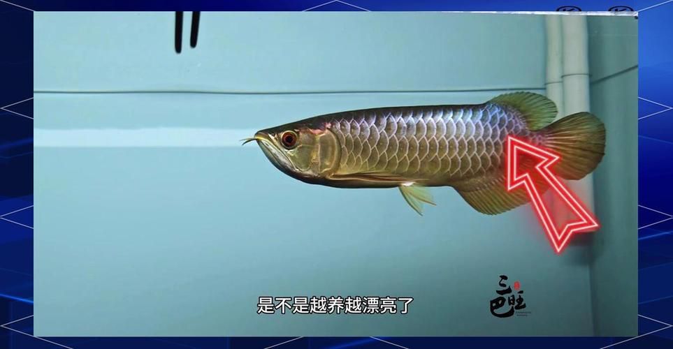 龍魚過背后還會變色嗎？ 龍魚過背后還會變色嗎？ 龍魚百科 第2張