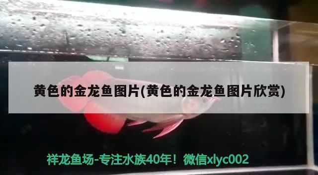 給大魚缸換水的作文:體驗給大魚缸換水的樂趣:體驗給大魚缸換水:給大魚缸換水的作文 黃色的金龍魚圖片(黃色的金龍魚圖片欣賞) 觀賞魚百科 黃色的金龍魚圖片(黃色的金龍魚圖片欣賞) 黃色的金龍魚圖片(黃色的金龍魚圖片欣賞) 觀賞魚百科