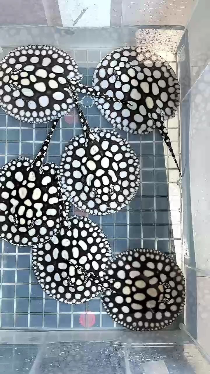 尺寸到了，挪缸進壓成缸了