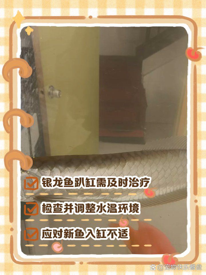 銀龍魚趴缸底是內傷還是疾病？