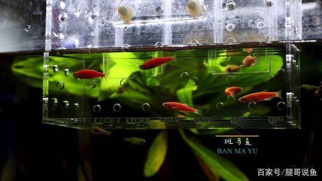 常德哪里有賣魚缸的實體店啊圖片(宣城哪里有賣魚缸的) 常德哪里有賣魚缸的實體店啊圖片(宣城哪里有賣魚缸的) 觀賞魚百科