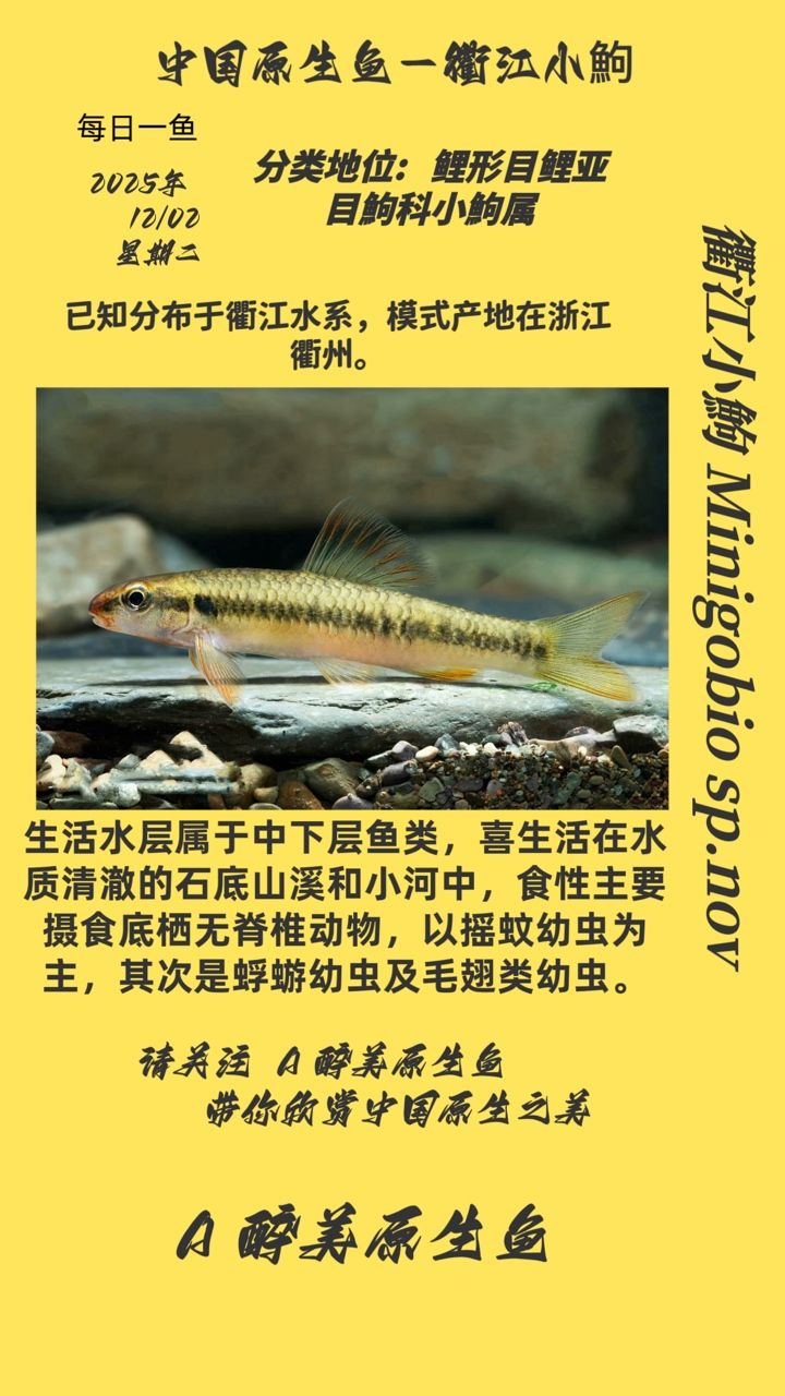 魚缸造景先放沙還是先放水(魚缸造景先鋪沙還是先放石頭) 衢江小鮈 龍魚論壇 衢江小鮈 衢江小鮈 龍魚論壇