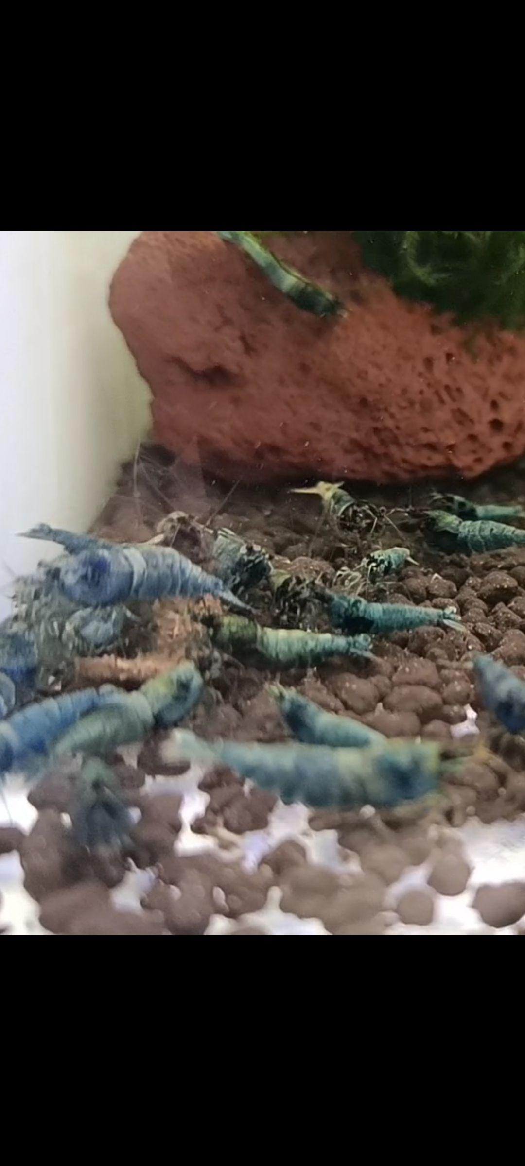 水晶蝦養殖愛好者