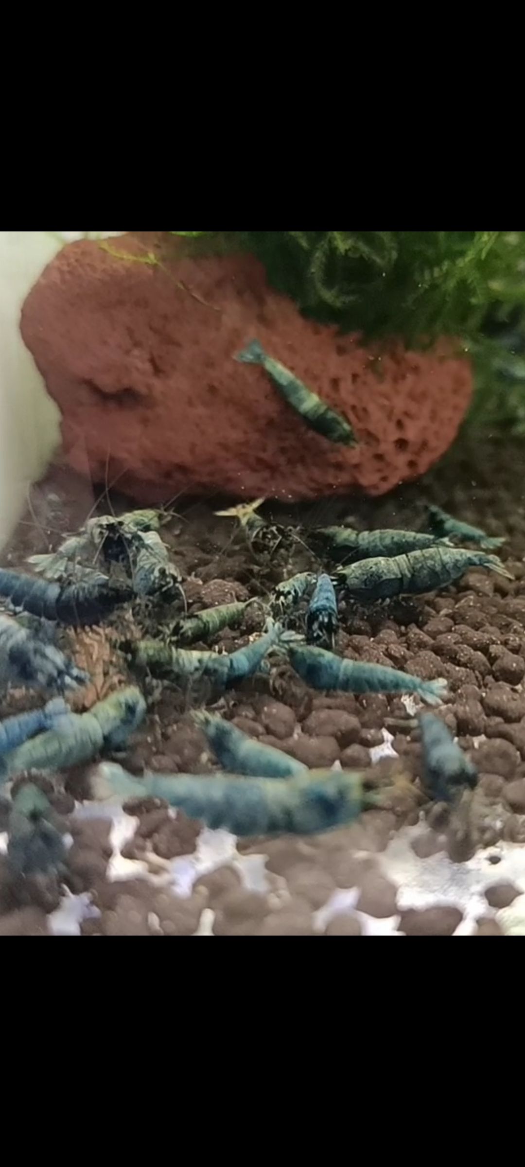 水晶蝦養殖愛好者