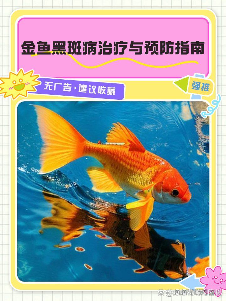 如何預(yù)防魚黑斑病？