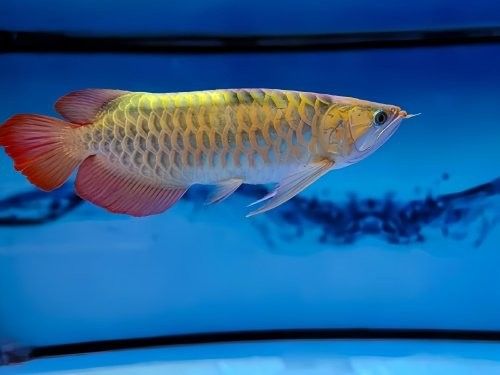 過背金龍魚為什么這么貴