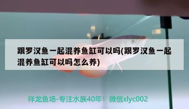 飼料 跟羅漢魚一起混養魚缸可以嗎(跟羅漢魚一起混養魚缸可以嗎怎么養) 觀賞魚百科 跟羅漢魚一起混養魚缸可以嗎(跟羅漢魚一起混養魚缸可以嗎怎么養) 跟羅漢魚一起混養魚缸可以嗎(跟羅漢魚一起混養魚缸可以嗎怎么養) 觀賞魚百科