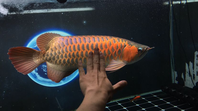 今天剛好兩年整 今天剛好兩年整 觀賞魚百科 第3張