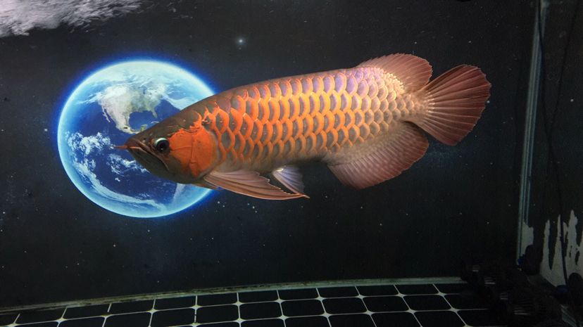 今天剛好兩年整 觀賞魚百科 第2張 今天剛好兩年整 今天剛好兩年整 觀賞魚百科 第2張