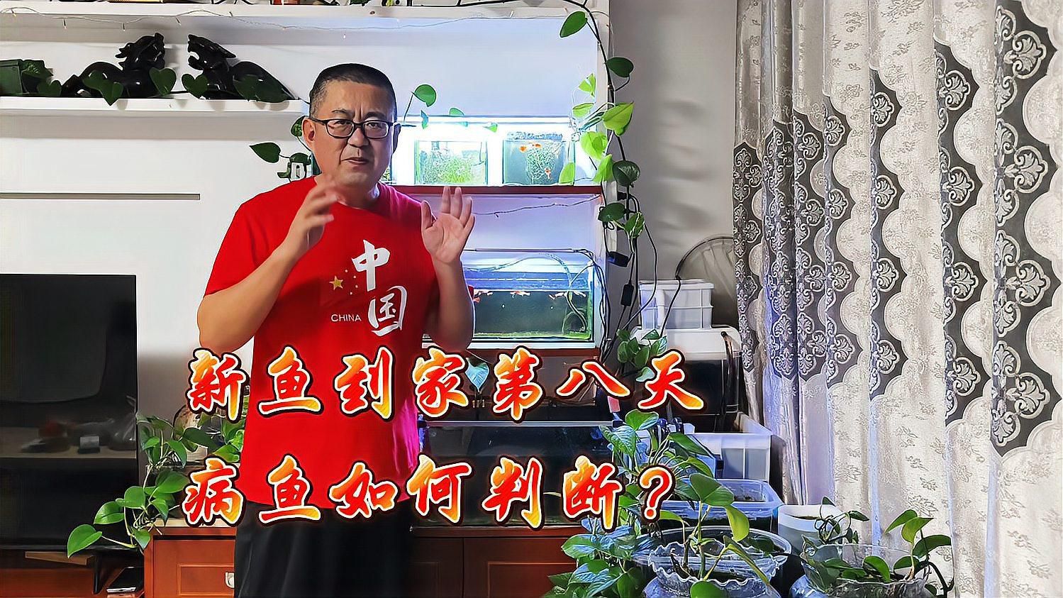 如何判斷新入缸的魚是否健康？ 如何判斷新入缸的魚是否健康？ 龍魚百科