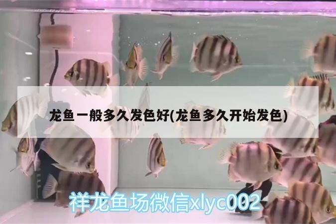 龍魚一般多久發色好(龍魚多久開始發色)
