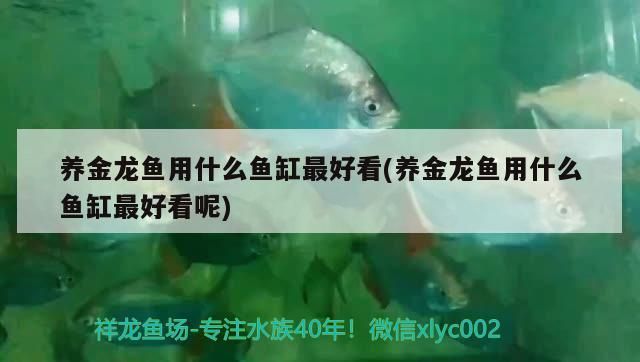 養(yǎng)金龍魚用什么魚缸最好看(養(yǎng)金龍魚用什么魚缸最好看呢) 觀賞魚百科 第1張 養(yǎng)金龍魚用什么魚缸最好看(養(yǎng)金龍魚用什么魚缸最好看呢) 養(yǎng)金龍魚用什么魚缸最好看(養(yǎng)金龍魚用什么魚缸最好看呢) 觀賞魚百科 第1張