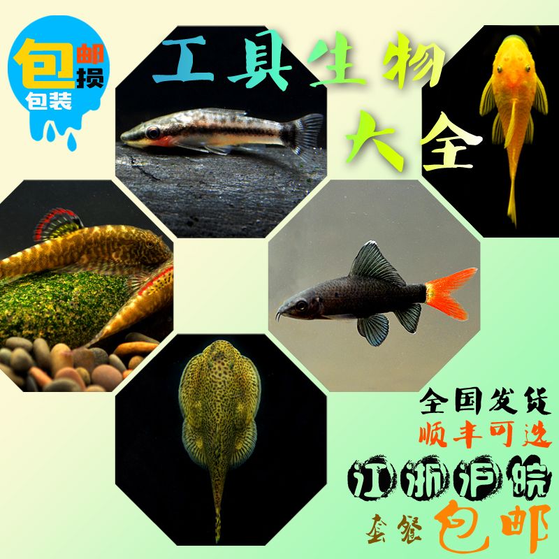 雅安觀賞魚市場黃金胡子魚活體領取優惠券