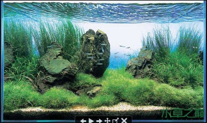 金龍魚批發銷售電話地址是多少(金龍魚批發商電話) 金龍魚批發銷售電話地址是多少(金龍魚批發商電話) 觀賞魚百科