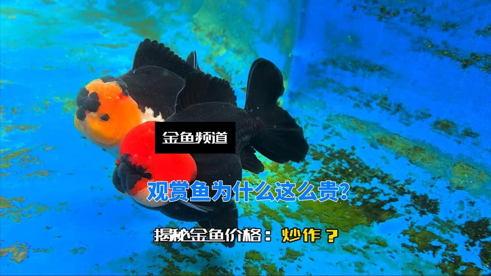 哪些因素會影響觀賞魚的價格？